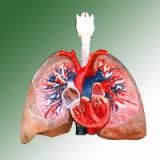 HUMAN LUNGS WITH HEART AND LARYNX